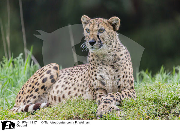Gepard / Gepard / PW-11117