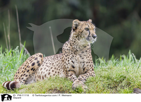 Gepard / Gepard / PW-11118