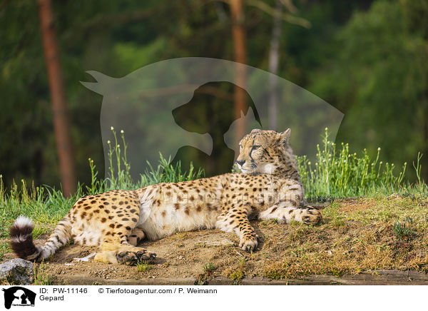 Gepard / Gepard / PW-11146