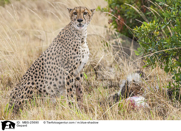 Gepard / Gepard / MBS-25690