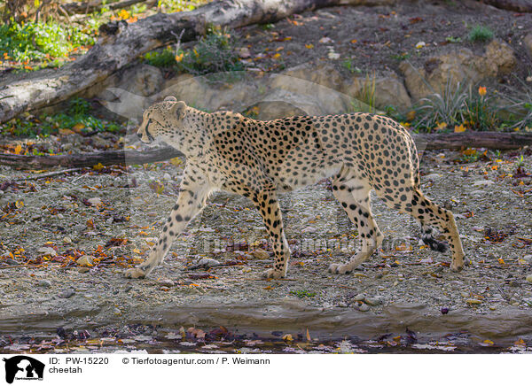 Gepard / cheetah / PW-15220