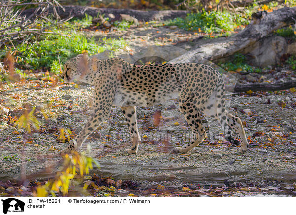 Gepard / cheetah / PW-15221