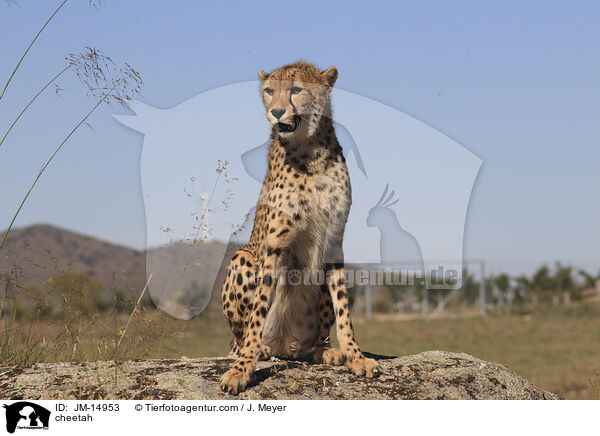 Gepard / cheetah / JM-14953