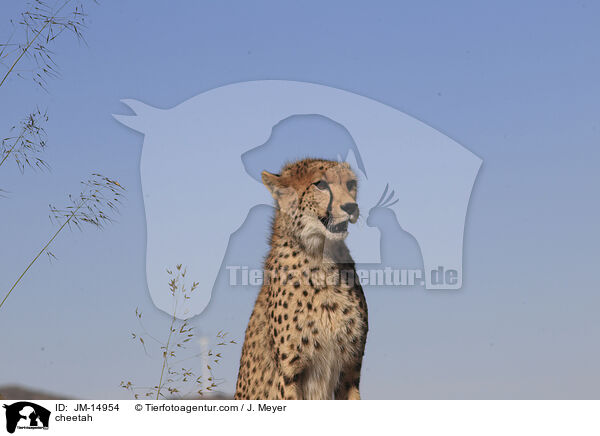 Gepard / cheetah / JM-14954