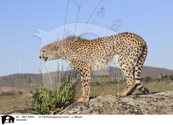 cheetah / JM-14955