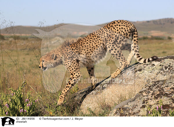 cheetah / JM-14956