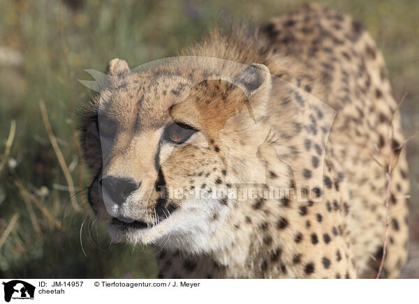 Gepard / cheetah / JM-14957