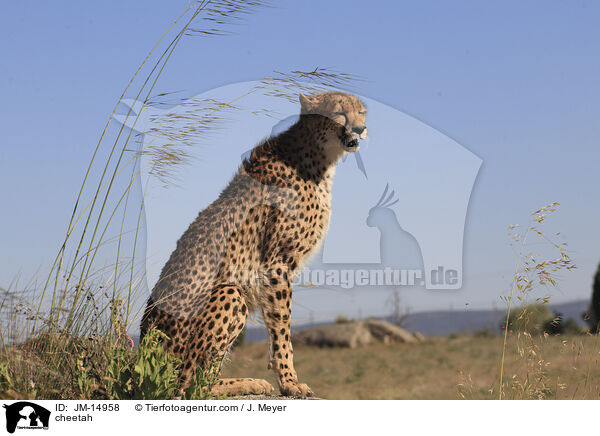 Gepard / cheetah / JM-14958