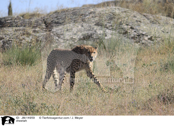 Gepard / cheetah / JM-14959