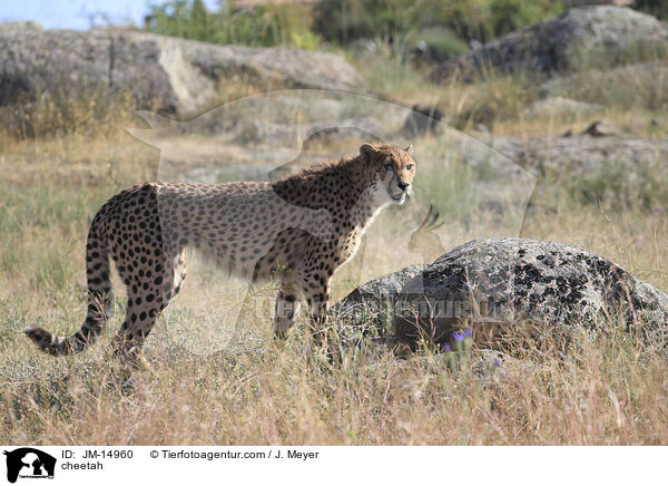 Gepard / cheetah / JM-14960