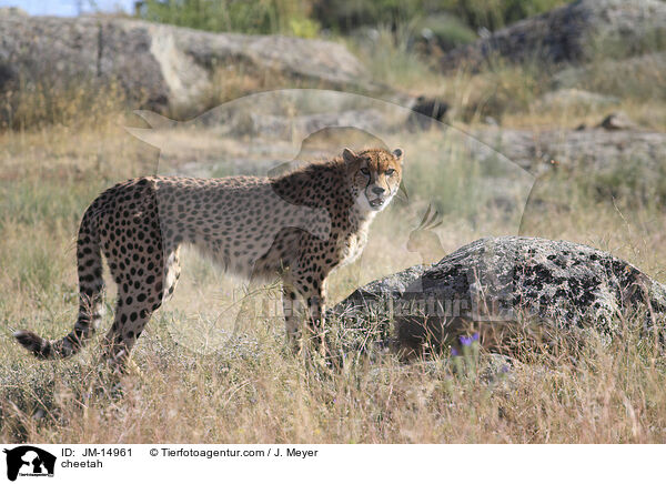 cheetah / JM-14961