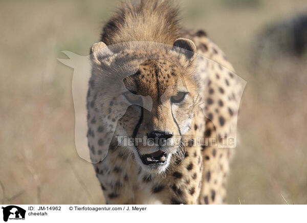 Gepard / cheetah / JM-14962