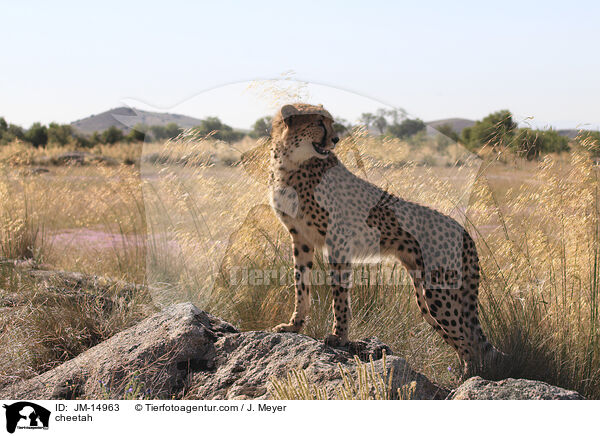 cheetah / JM-14963