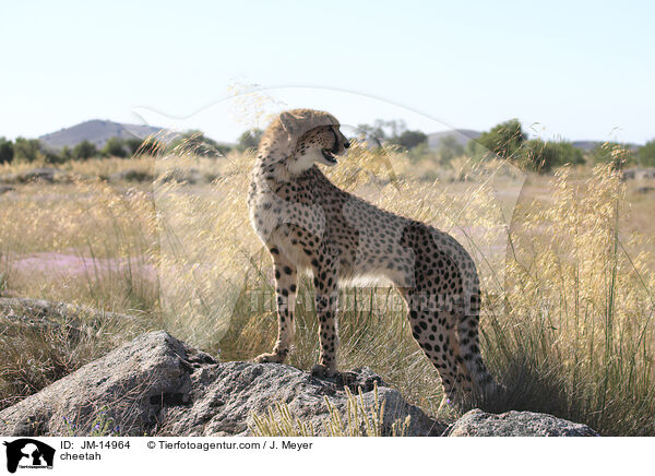 cheetah / JM-14964