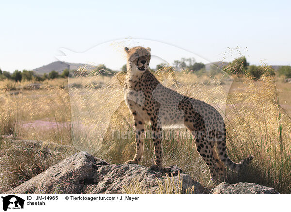 cheetah / JM-14965