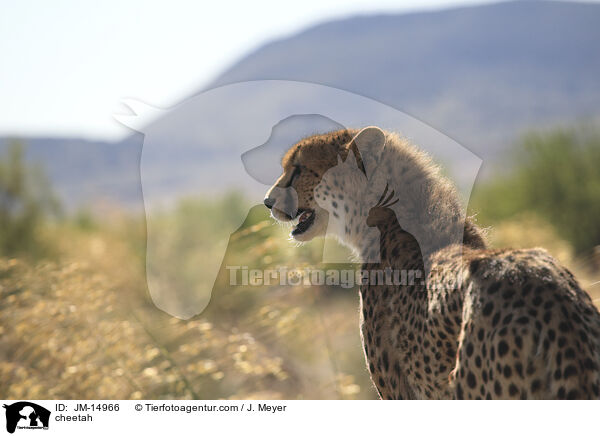 Gepard / cheetah / JM-14966