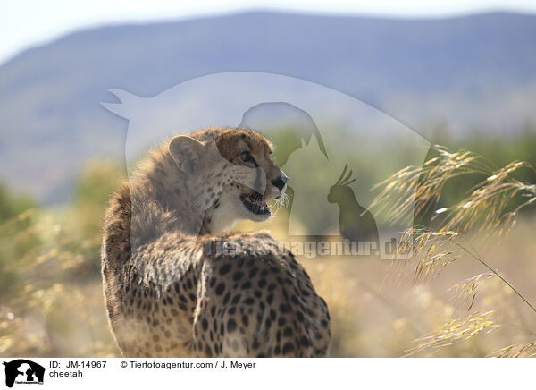 cheetah / JM-14967