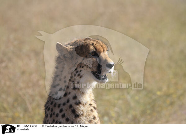 Gepard / cheetah / JM-14968
