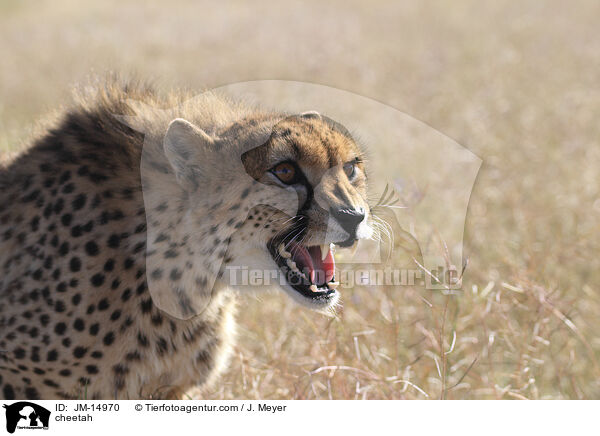 Gepard / cheetah / JM-14970