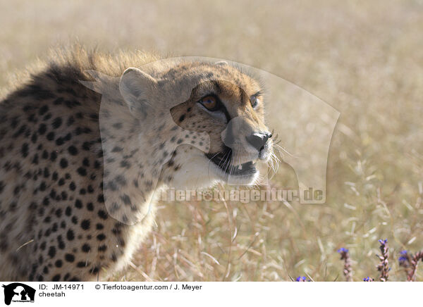 cheetah / JM-14971