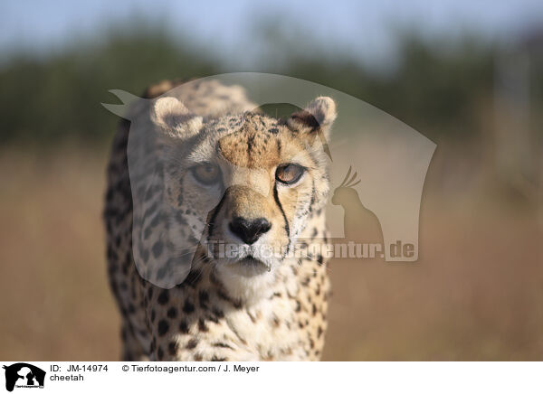 cheetah / JM-14974