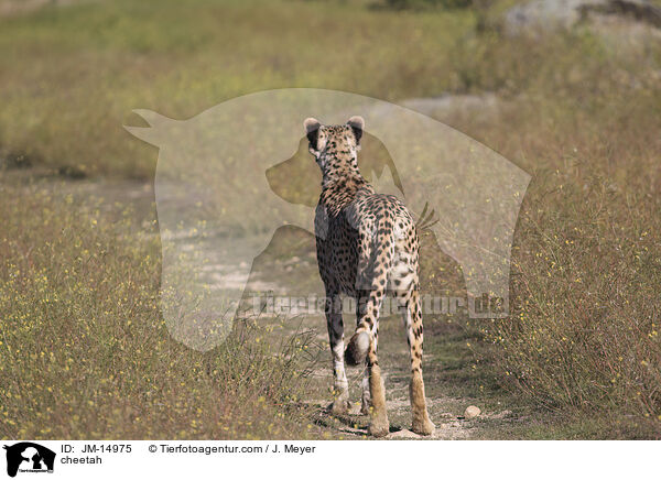 Gepard / cheetah / JM-14975