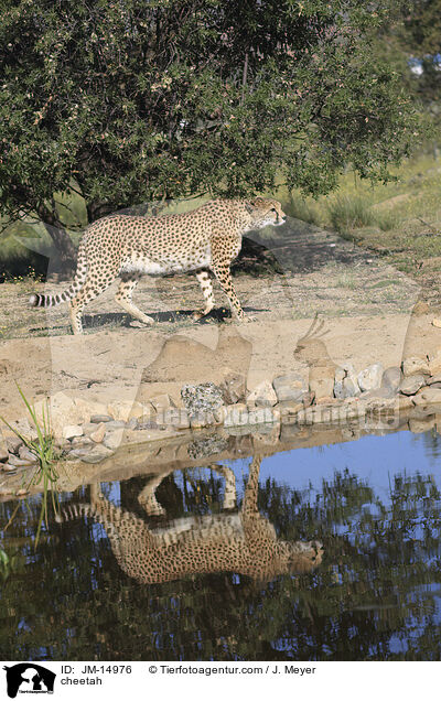 Gepard / cheetah / JM-14976