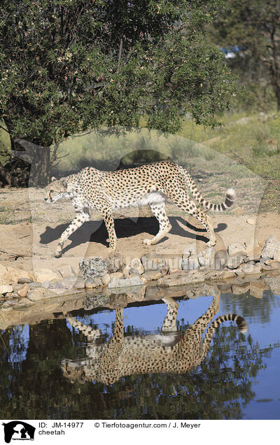Gepard / cheetah / JM-14977