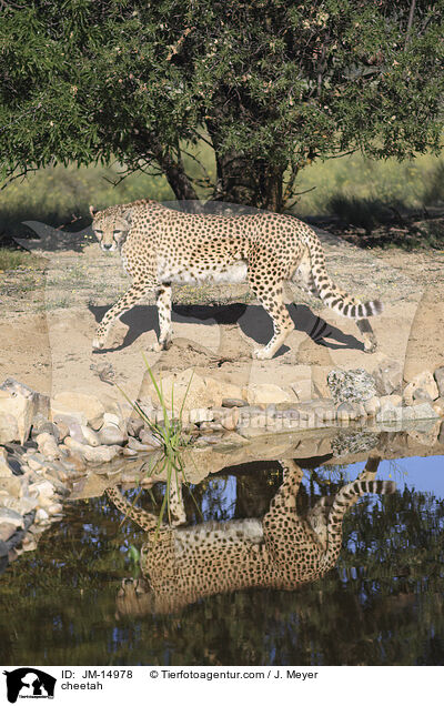 Gepard / cheetah / JM-14978