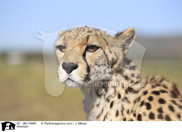 Gepard / cheetah / JM-14980