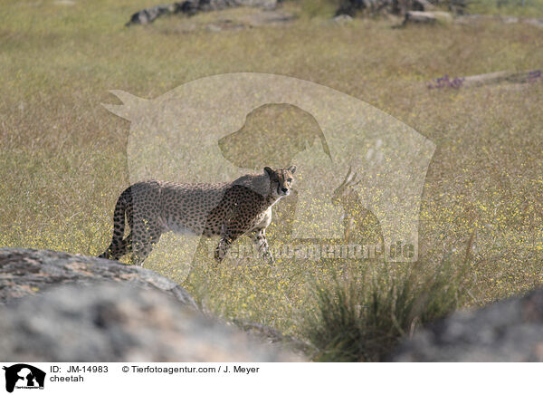 cheetah / JM-14983