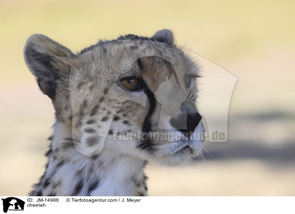 Gepard / cheetah / JM-14986