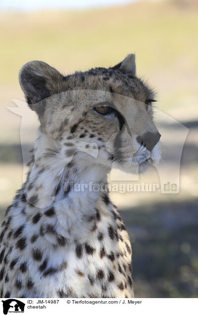 Gepard / cheetah / JM-14987
