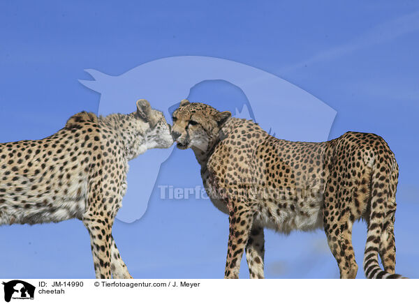 Gepard / cheetah / JM-14990