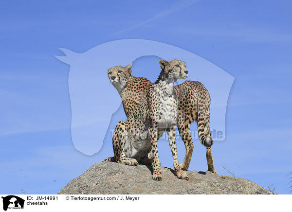 Geparden / cheetahs / JM-14991
