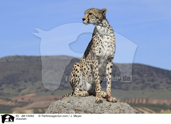 cheetah / JM-14992