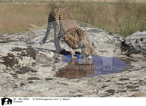 Gepard / cheetah / JM-14995