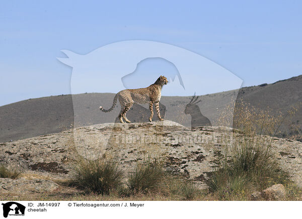 Gepard / cheetah / JM-14997