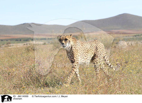 Gepard / cheetah / JM-14999