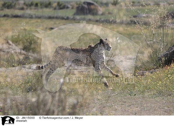 cheetah / JM-15000