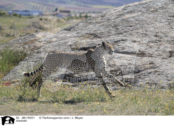 Gepard / cheetah / JM-15001