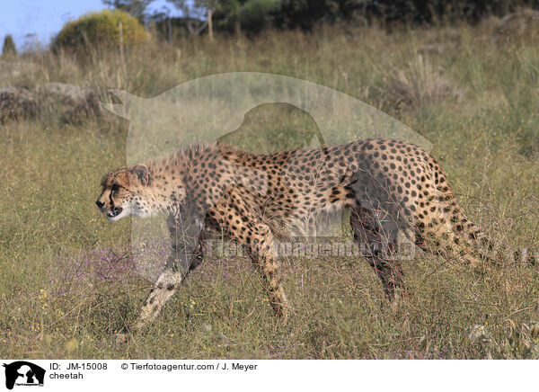 cheetah / JM-15008
