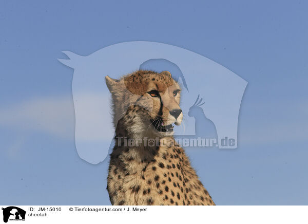 Gepard / cheetah / JM-15010
