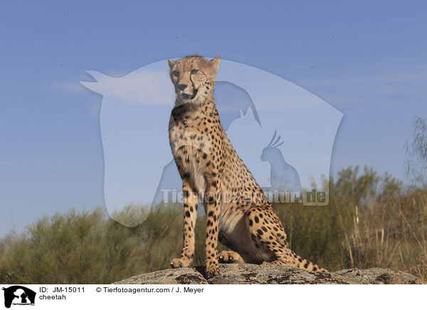 cheetah / JM-15011