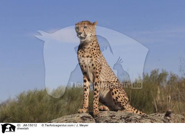 cheetah / JM-15012