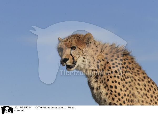 Gepard / cheetah / JM-15014