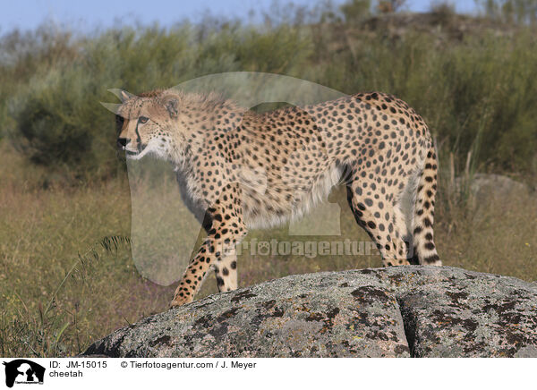 cheetah / JM-15015