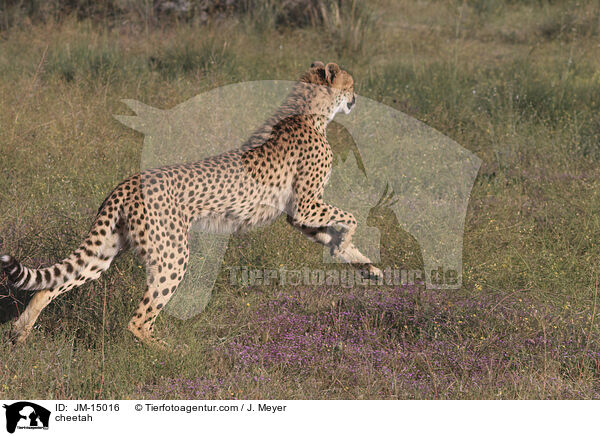 Gepard / cheetah / JM-15016