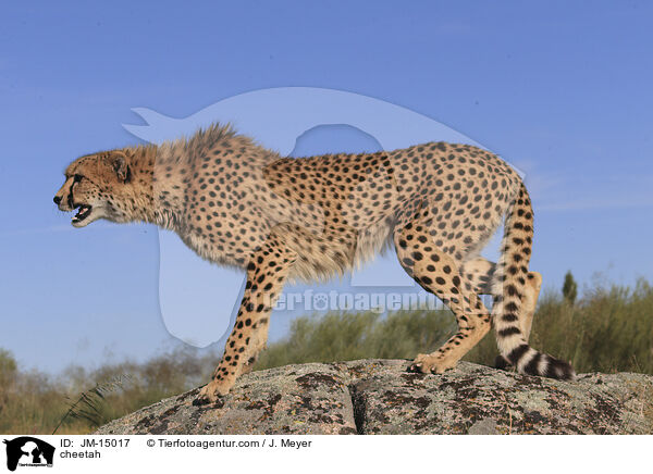 Gepard / cheetah / JM-15017