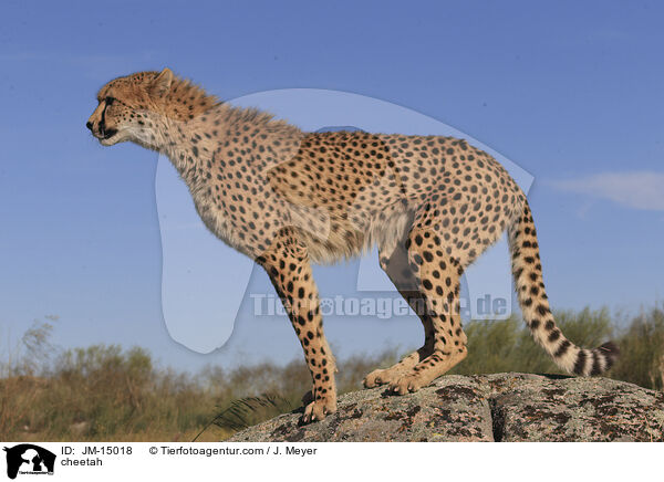 cheetah / JM-15018